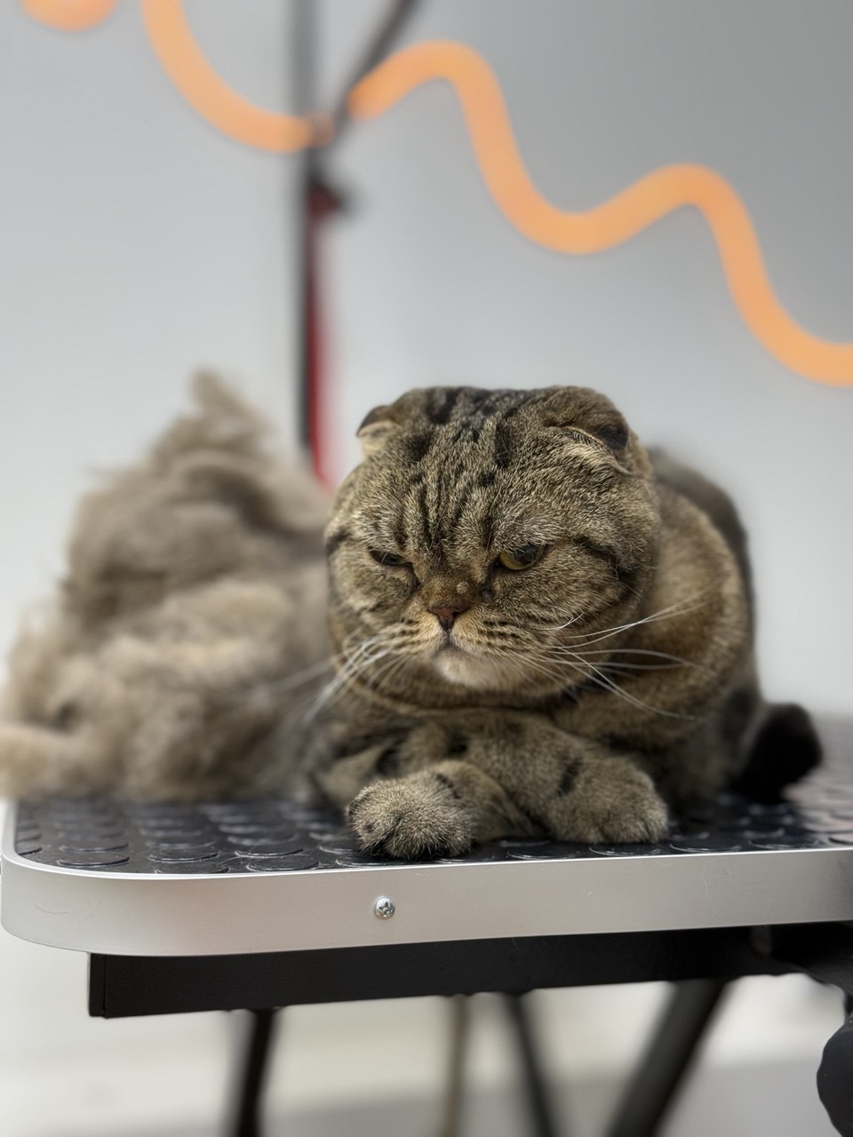 Вислоухий кот