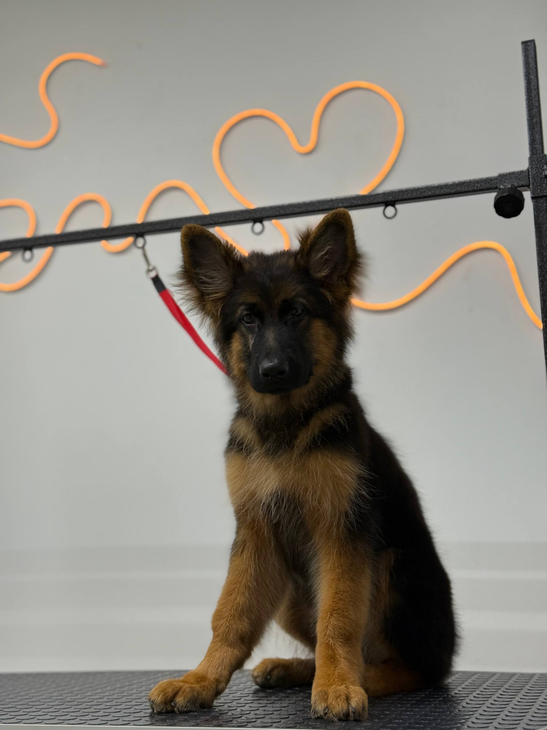 Немецкая овчарка