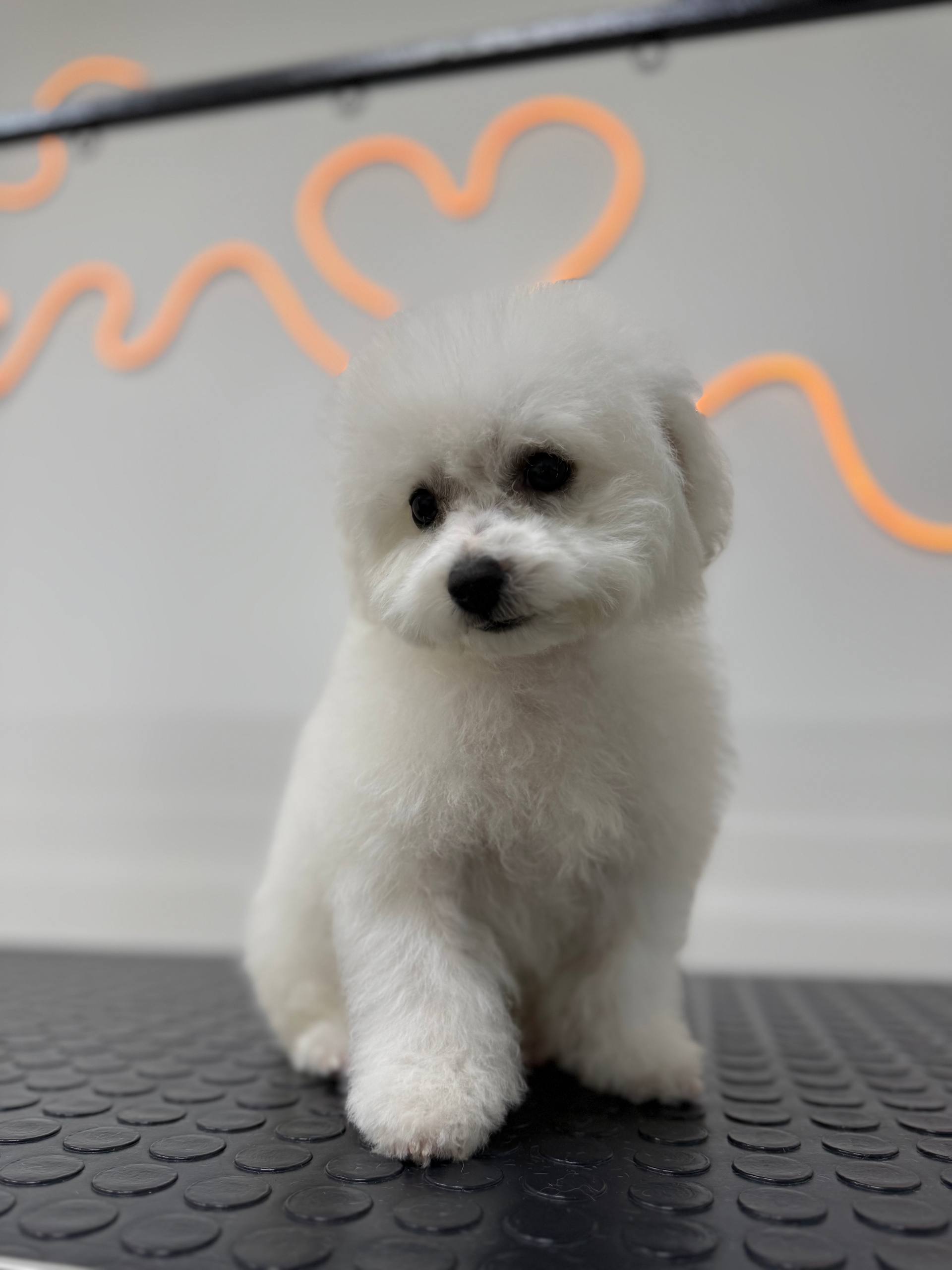 Happy dog being groomed
